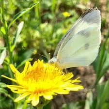 にほんたんぽぽ